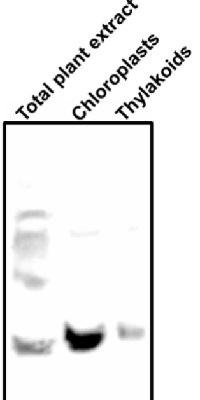 Tic40 | Inner envelope membrane translocon complex protein (chloroplast) in the group Antibodies Plant/Algal / Photosynthesis / Chaperones/Transporters at Agrisera AB (Antibodies for research) (AS10 709)